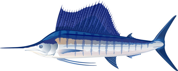 One big blue Atlantic sailfish on side view isolated illustration, realistic sea fish illustration on white background, commercial and recreational fisheries