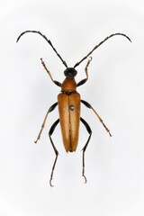 Red-brown Longhorn Beetle (Anoplodera rubra), a 50 years old specimen from beetle collection.