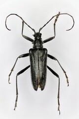 Oxymirus cursor, a 50 years old male specimen from beetle collection.