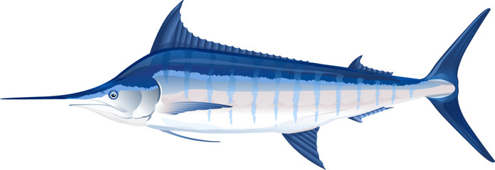 One big blue marlin fish on side view isolated illustration, realistic sea fish illustration on white background, commercial and recreational fisheries