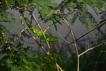 Green lizard on branch, green lizard sunbathing on branch, green lizard climb on wood, Jubata lizard