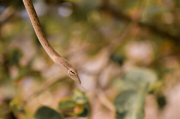 A brown Oriental Vine Snake (Ahaetulla prasina) hanging on the tree at the morning