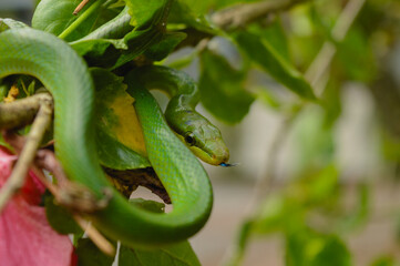 A Red-Tailed Racer (Gonyosoma oxycephalum) is sticking out its tongue at the morning