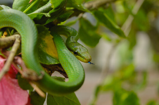 A Red-Tailed Racer (Gonyosoma oxycephalum) is sticking out its tongue at the morning