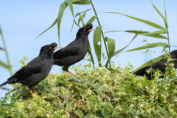 Close up of a crested myna (Acridotheres cristatellus) standing or sitting on a green bush