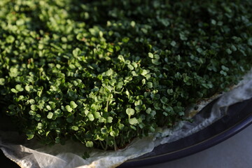 Green arugula sprouts growing on lignin on the plate close-up, home gardening concept