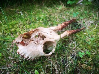 Czaszka w lesie, czaszka jelenia na trawie. 