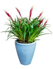 Isolated potted Tillandsia flower