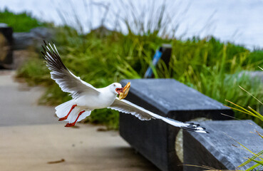 Do Not feed the birds4