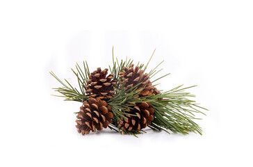 Fresh pinecone isolated on the white bakground.