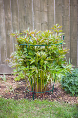 Peony support frame or cage, plant growing in UK garden