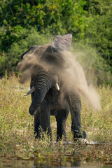 Fototapeta premium African elephant stands shaking dust off body