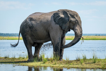 African elephant stands spraying belly with mud
