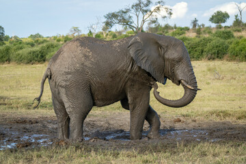 African elephant stands splashing mud over flank