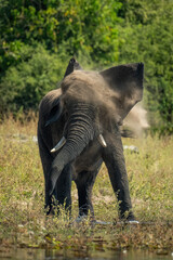 Fototapeta premium African elephant stands shaking head on riverbank