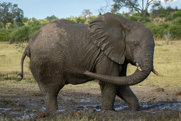 Naklejka na ściany i meble African elephant stands spraying mud on flanks