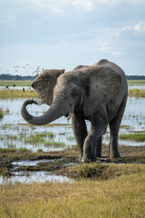 Obraz premium African elephant stands squirting mud over head