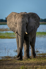 African elephant stands watching camera by river