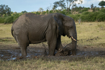 African elephant stands splashing muddy water around