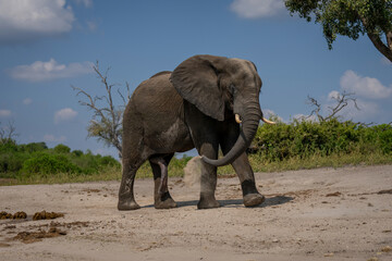 African elephant walks squirting sand over body