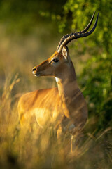 Male common impala stands in golden light