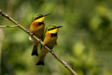 Obraz premium Two little bee-eaters side-by-side on diagonal branch
