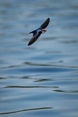 Wire-tailed swallow with catchlight glides over river