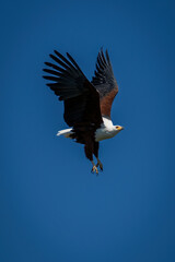 African fish eagle crosses clear blue sky