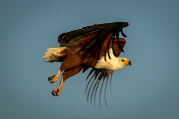 African fish eagle flies in golden light
