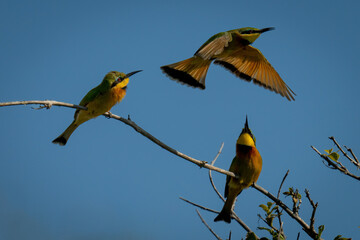 Two little bee-eaters watch another flying overhead
