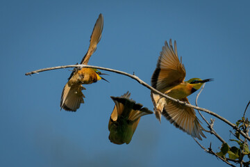 Three little bee-eaters squabble over dead branch - obrazy, fototapety, plakaty