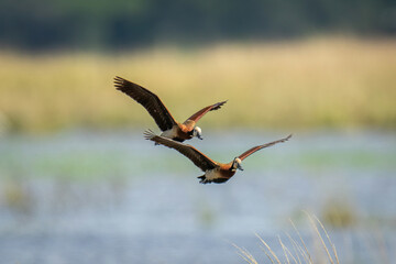 Two white-faced whistling-ducks fly along river bank