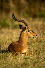 Naklejka na ściany i meble Male common impala lies in grass staring