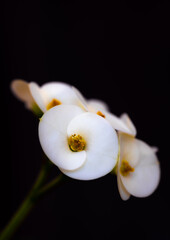 Macro view of white Euphorbia Milii flower