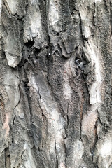 Wood Texture Background Tropical Tree