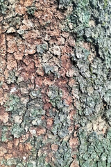 Wood Texture Background Tropical Tree