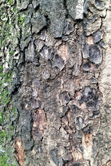 Wood Texture Background Tropical Tree 1