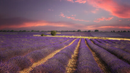 Naklejka premium Lavender field landscape in summer near Brihuega, Spain