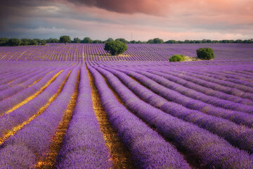 Fototapeta na wymiar Lavender field landscape in summer near Brihuega, Spain