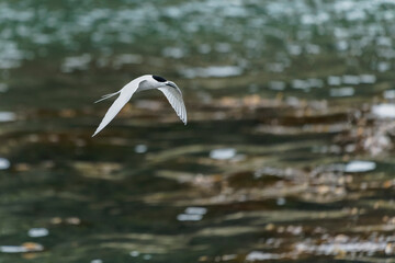 White Fronted Tern (Sterna striata)