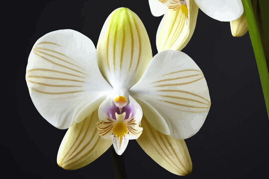 closeup of a beautiful white orchid flower on abstract black background