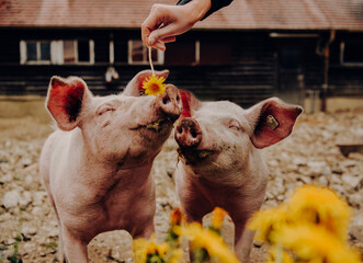 Zwei Schweine freuen sich über eine Löwenzahnblüte als leckerer Snack.