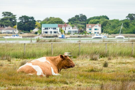 Shetland cattle cow on Hengistbury Head Nature Reserve Dorset UK