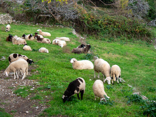 Domestic sheep herd on rocky hillside with trees