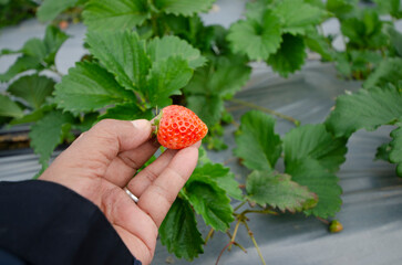 Beautiful ripe strawberry in farmer's hand with green leaves background