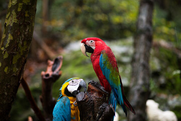 general and detail view portrait of parrot in the forest
