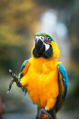 general and detail view portrait of parrot in the forest