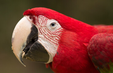 general and detail view portrait of parrot in the forest