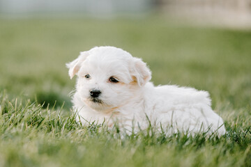 Cute puppy in the grass in the garden
