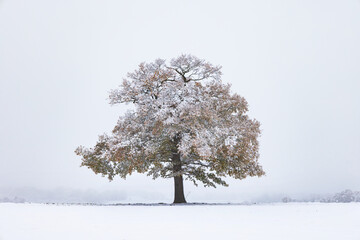 Solitary Oak tree on a snowy winter's day. UK.